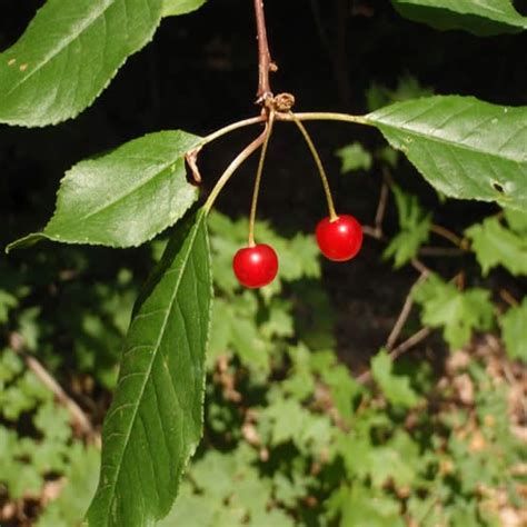 Cherry Pin Prunus Pennsylvanica Schumacher S Nursery