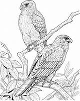 Coloring Pages Falcon Bird Realistic Tree Birds Printable Color Animal Print Falcons Canary Animals Kids Quality High Gif Excellent Prey sketch template