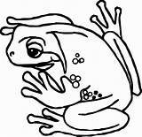Amphibian Svg Cricut Wecoloringpage sketch template