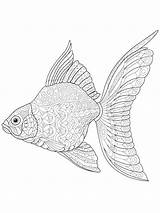 Pages Coloring Fish Zentangle Adults Adult Bright Teens Colors Favorite Choose Color sketch template