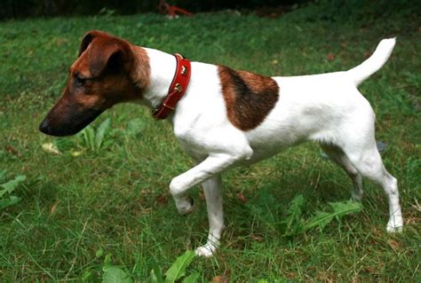 fox terrier dog breed information facts pictures pets feed
