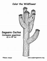 Cactus Saguaro Coloring Template sketch template
