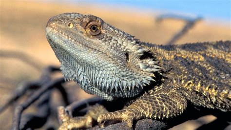 dragon lizard embryos change sex  temperature rises technology