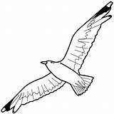 Seagull Drawing Flying Coloring Pages Floating Sky Cartoon Line Netart Printable Color Getcolorings Clipart Print Getdrawings Paintingvalley sketch template