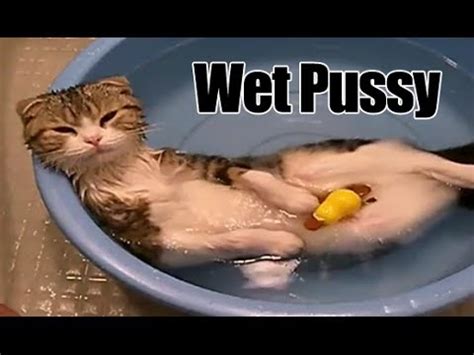 chowder the wet pussycat youtube