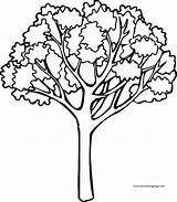 Coloring Tree Big Fall Wecoloringpage sketch template