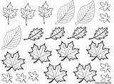 Coloriage Feuilles sketch template