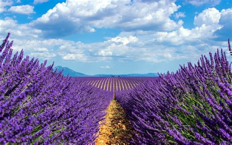 Download Wallpapers Lavender Field Purple Spring Flowers