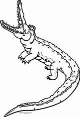 Coloring Crocodile Alligator Wecoloringpage sketch template