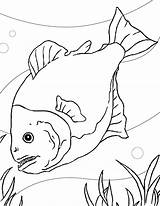 Piranha Kids Coloring Popular sketch template