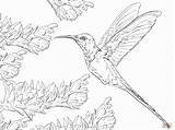 Coloring Bird Humming Hummingbird Popular sketch template