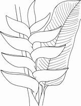 Heliconia Flower Coloring Printable Pages Drawing Flowers Supercoloring Coloriage Sheets Painting Drawings Main Colouring Various Imprimer Choose Board Type Tropical sketch template