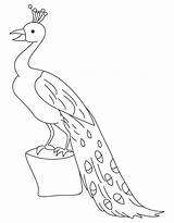 Coloring Peacock Perched Log Albatross Getdrawings Pages Kids sketch template