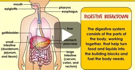 label  digestive system  digestive system rojoth classroom pinterest human