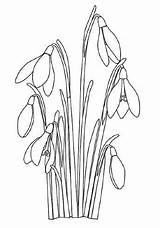 Krokus Snowdrop Snowdrops Blumen Ausmalbild Tavasz sketch template
