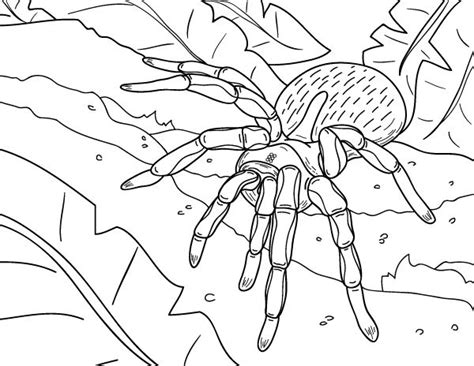 realistic spider coloring pages