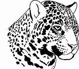 Jaguar Coloring Pages Jaguars Jacksonville Animal Head Color Template Getcolorings Getdrawings Drawing Printable sketch template