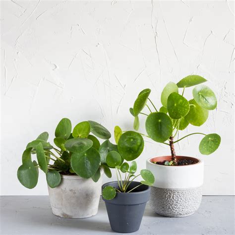 Stages Of Money Plant