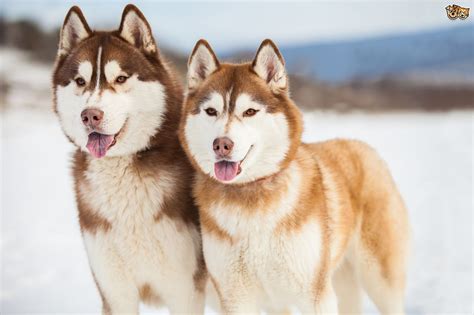 siberian husky colours  commonly confused breeds petshomes siberian husky colors