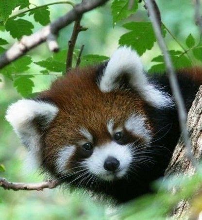 cute red cute animals red panda animal pictures