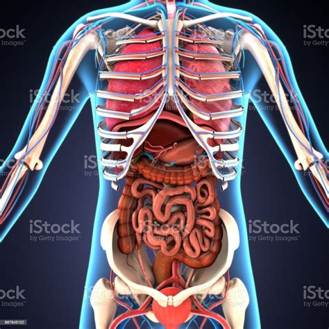 ilustración 3d de los Órganos del cuerpo humano foto de stock y más