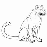 Panther Coloring Pages Florida Cougar Drawing Baby Panthers Printable Outline Gators Color Kids Carolina Vector Getdrawings Painting Getcolorings Dimensions Engineering sketch template