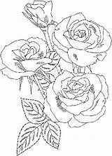 Coloring Roses Rose Pages Flower Color Printable Colouring Adult Beautiful Print Flowers Drawing Garden Sheets Kids Flowercoloring Unit Study Blank sketch template