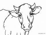 Cow Drawing Coloring Pages Cute Baby Choose Board Color Paintingvalley Clarabelle sketch template