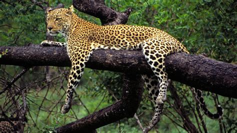 wallpaper animals branch wildlife big cats jungle leopard jaguar cheetah safari fauna