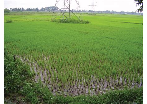 pictures  crops grown  india food plants agriculture stock