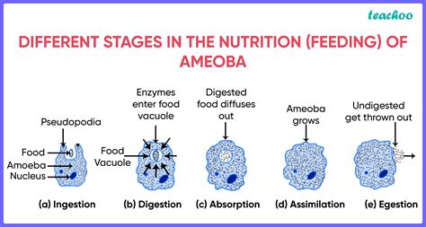 nutrition  amoeba process  holozoic mode  nutrition diagram
