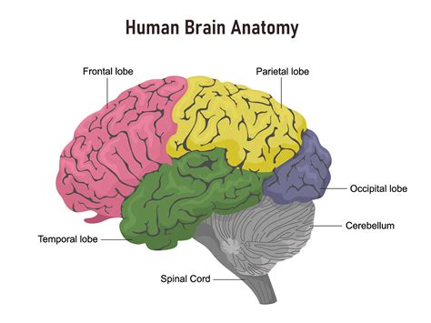 brain anatomy    brain works johns hopkins medicine