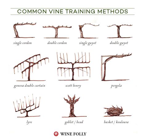 illustrated grape vine training methods