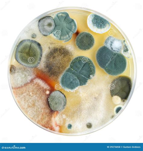 petri dish  mold stock photo image  research dish