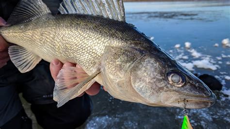 walleye species page   depth outdoors