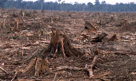 deforestation  tesso nilo sumatra  wwf