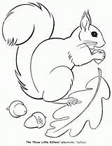 Squirrel Template Coloring Popular sketch template