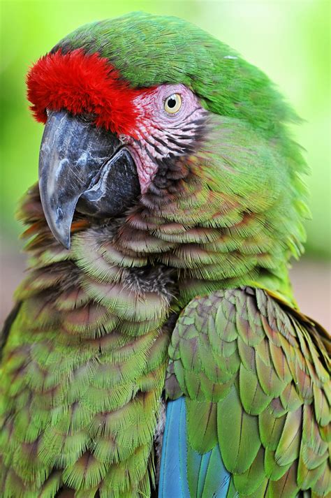 time  green  macawparrot picture fo flickr