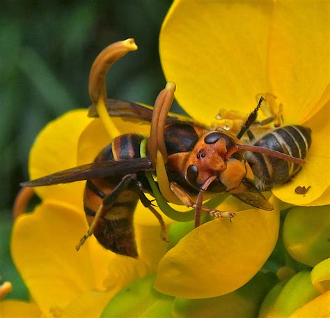 Luring Hornets Scientists Unlock Sex Pheromone Of Notorious Honey Bee