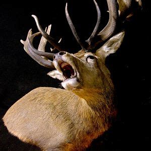 roaring red stag shoulder mount pedestal taxidermy africahuntingcom