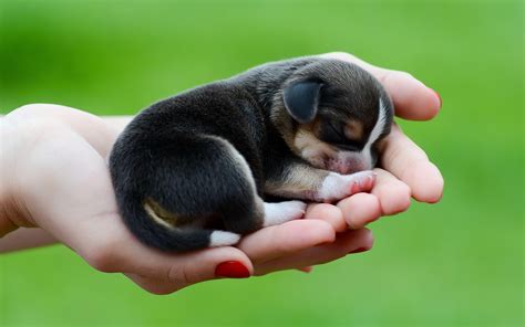 adorable puppy wallpapers wallpaper cave