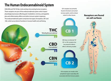 Crystal Structure Of The Human Cannabinoid Receptor Cb2