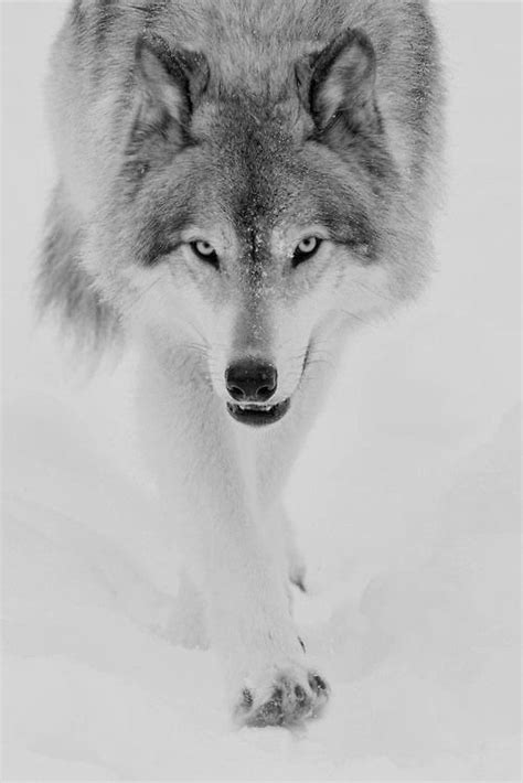ᛗᚨᚷᚾᚢᛋ🇮🇸 on twitter in 2020 wolf photography wolf