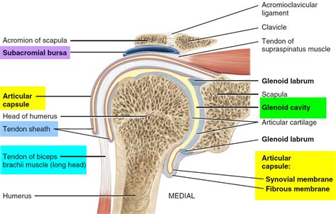 dislocated shoulder  signs symptoms   fix