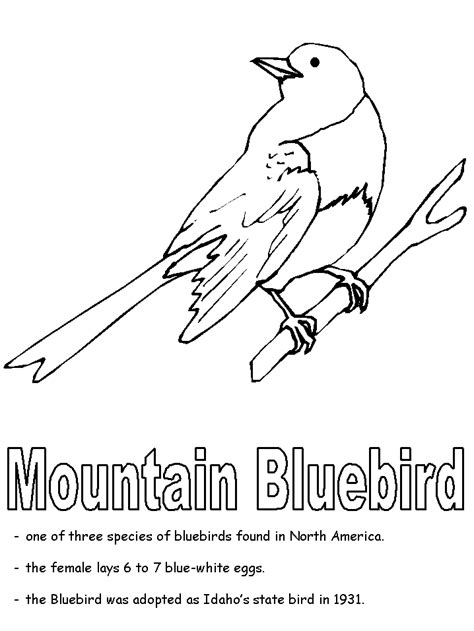 blue bird coloring page