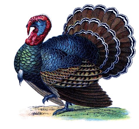 vintage thanksgiving image gorgeous turkey  graphics fairy