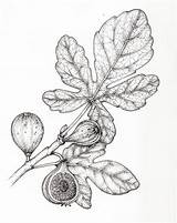 Ficus Carica Leaves Tree Lizzie Harper sketch template
