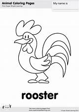 Rooster Coloring Simple Super sketch template