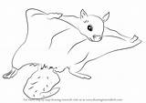 Squirrel Flying Draw Northern Drawing Step Tutorials Animals Rodents sketch template