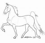 Lineart Gaited Saddlebred Draw Cavalos Cliparting sketch template